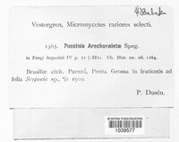 Puccinia arechavaletae image